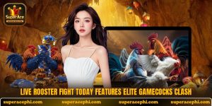Live rooster fight today